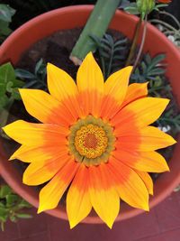 Close-up of yellow flower in pot