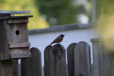 Birds perching on wooden post