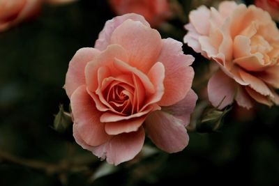 Close-up of pink rose