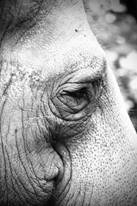 Close-up of elephant eye