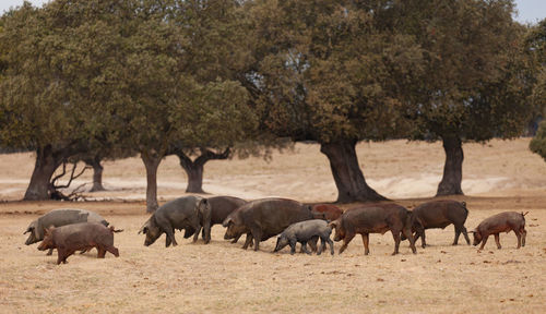 Horses walking in a field