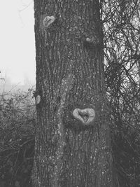 Close-up of tree trunk in forest