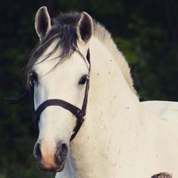 Close-up of a horse in the field