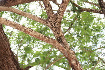 Low angle view of tree