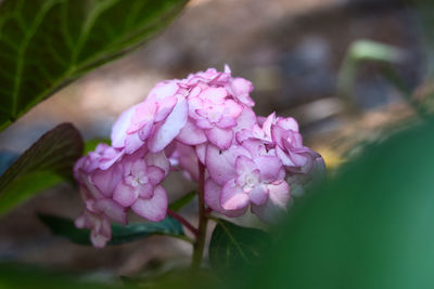 Close-up of pink flowering plant