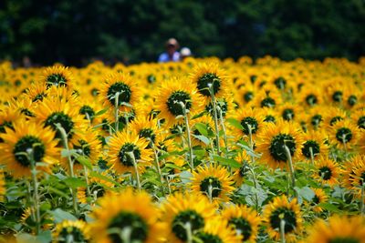 Sunflowers growing on field