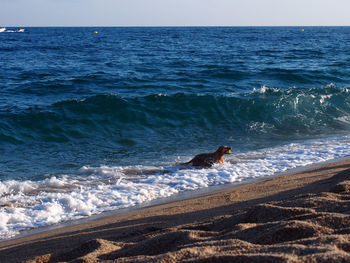 Seagull swimming in sea against clear sky