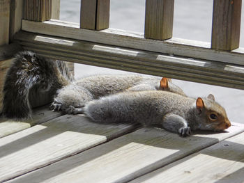 Close-up of squirrels relaxing on wooden surface