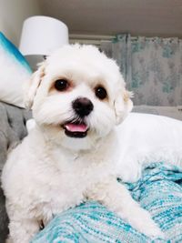 Portrait of dog sitting on bed at home