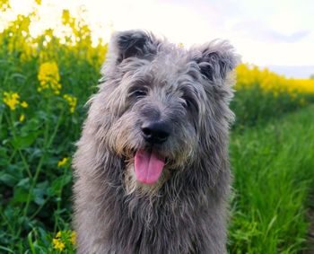 Close-up portrait of dog on field