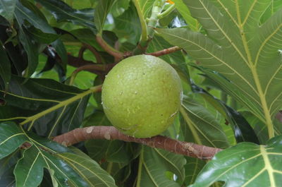 Close-up of green leaves