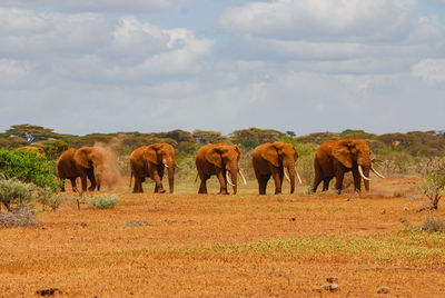 March od elephants