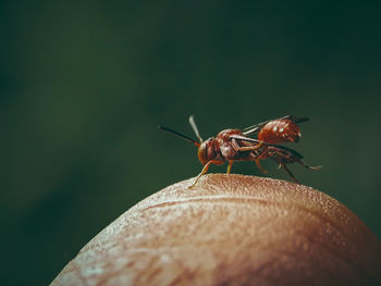 Close up wasps