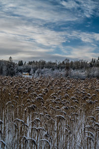 View over frozen lake kulsø, near bryrup, jutland