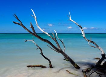 Driftwood on beach against blue sky