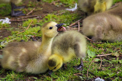 Close-up of a goslings on grass 
