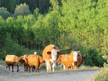 Cows standing in a field