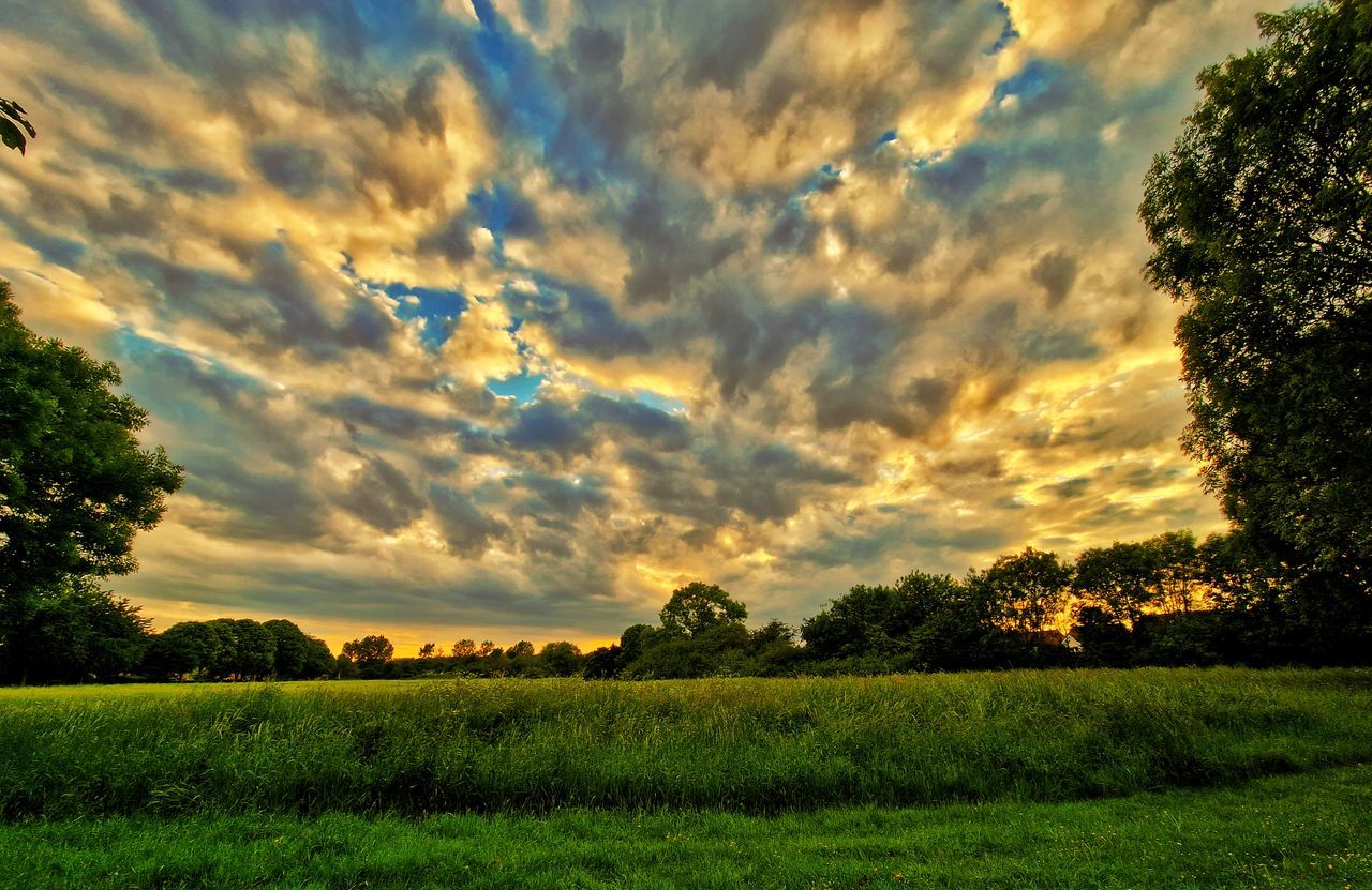 sky, plant, cloud, nature, beauty in nature, landscape, tree, environment, field, sunset, scenics - nature, sunlight, land, tranquility, tranquil scene, grass, growth, rural scene, no people, green, dramatic sky, agriculture, idyllic, outdoors, meadow, non-urban scene, horizon, crop, grassland, rural area, orange color, cloudscape, sun