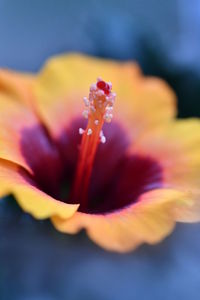 Close-up of fresh yellow flower blooming outdoors