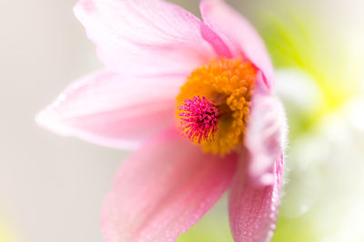 Close-up of pink flower