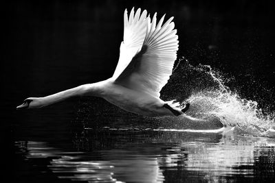 Swan flying over water