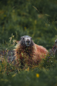 View of a rodent on field