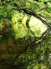 Reflection of trees in lake