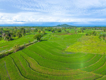 Scenic view of agricultural field against sky