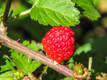 Close-up of strawberry growing on plant