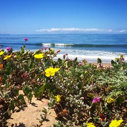 Plant growing on beach against sky