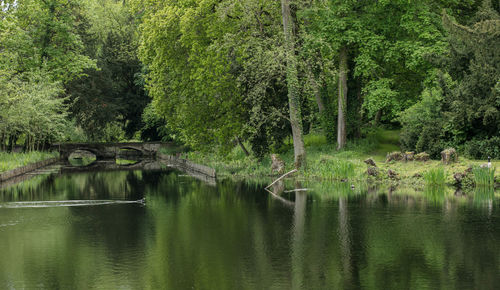 Scenic view of lake in forest