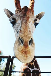 Close-up portrait of giraffe against clear sky