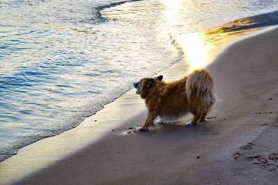 Dog on wet beach