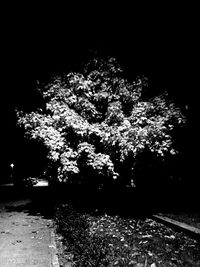 Illuminated trees at night