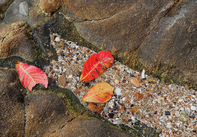 High angle view of autumnal leaves on rock