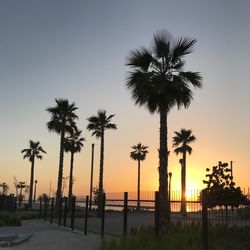 Silhouette palm trees against sky during sunset