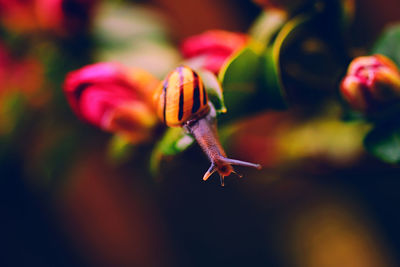 Close-up of snail on flower