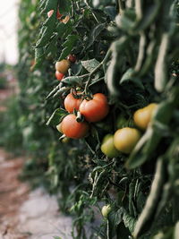 Close-up of tomatoes growing on tree