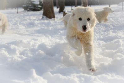 snow