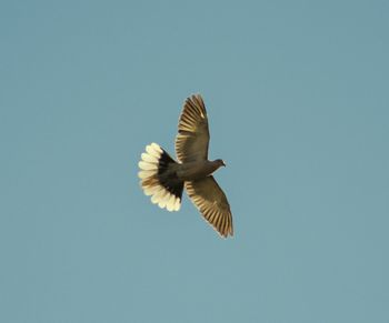 Low angle view of bird flying against clear sky