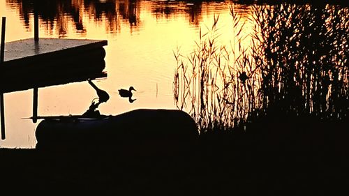Silhouette birds on lake during sunset