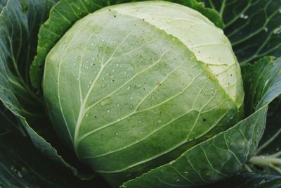 Close-up of wet cabbage