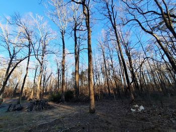 Bare trees in forest against sky