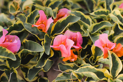 Close-up of pink flowering plants