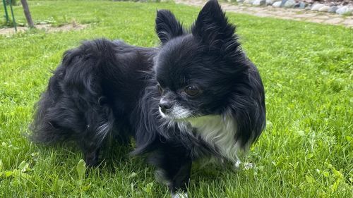 pet
