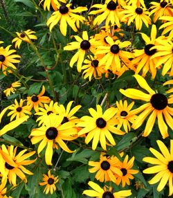 Close-up of yellow flowers blooming outdoors