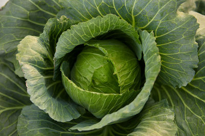 Fresh cabbage in the farm