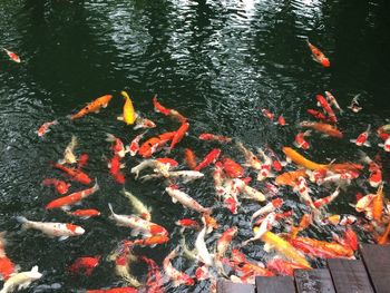 High angle view of koi carps swimming in water