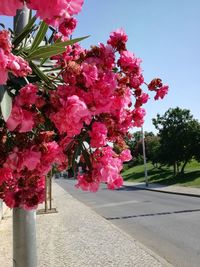 Pink flowers blooming on tree against sky