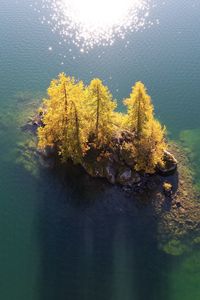 High angle view of tree by lake